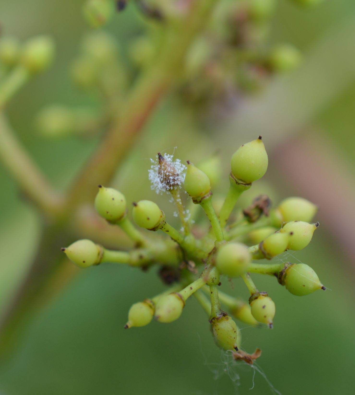 Downy mildew on cluster 6-15-18 Concord BarodaKM